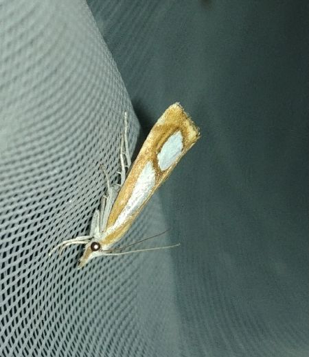 Catoptria pinella 