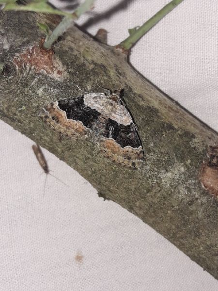 Xanthorhoe quadrifasiata  - Sylvain Lethuillier
