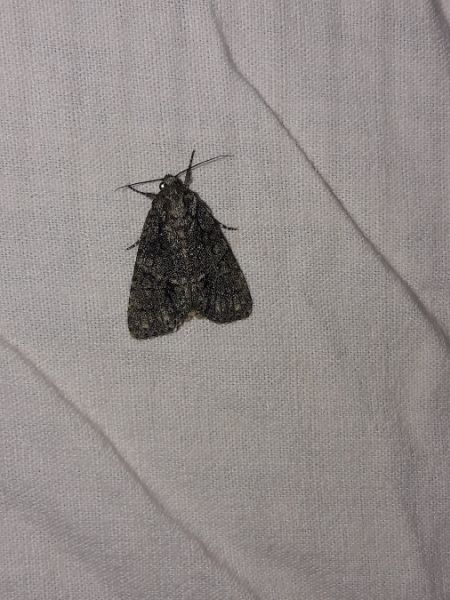 Noctuelle de la patience  - Sylvain Lethuillier