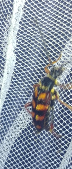 Leptura aurulenta 