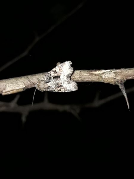 Oligia strigilis  - Sylvain Lethuillier