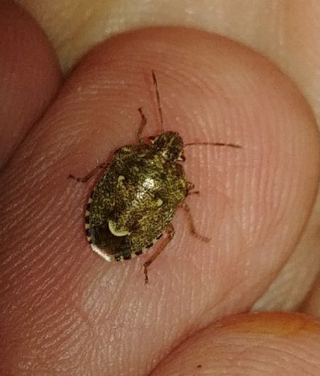 Staria lunata 