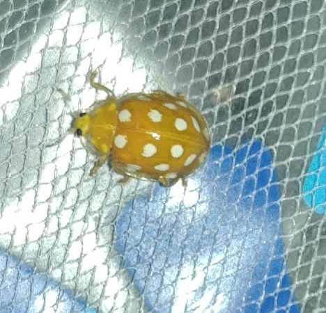 Halyzia sedecimguttata 