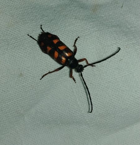 Leptura aurulenta 
