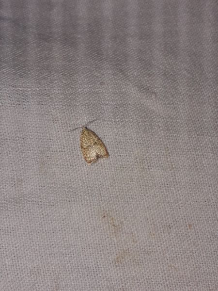 Acleris forsskaleana  - Sylvain Lethuillier