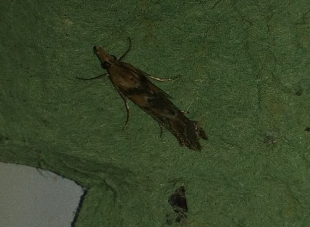 Selagia spadicella 