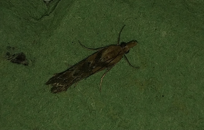 Selagia spadicella 