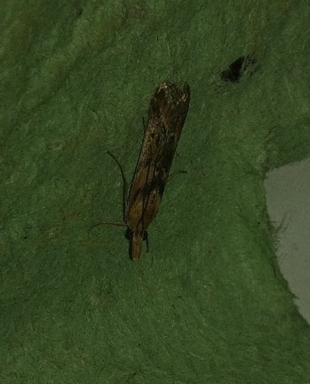 Selagia spadicella 