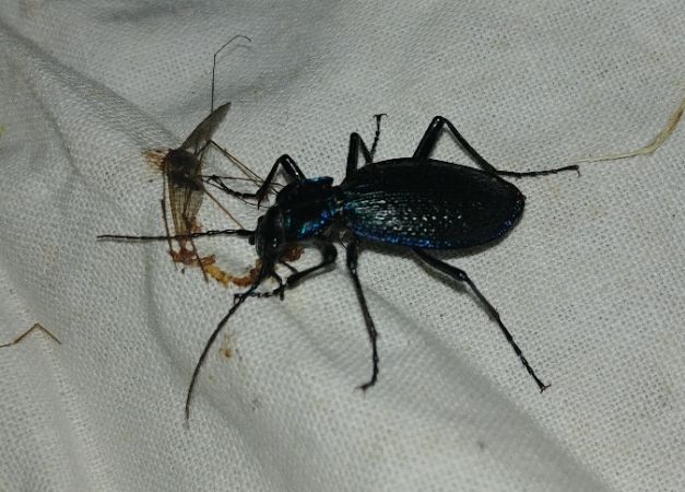 Carabe embrouillé 