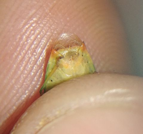 Elasmostethus interstinctus 