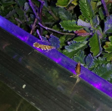 Acrocercops brongniardella 