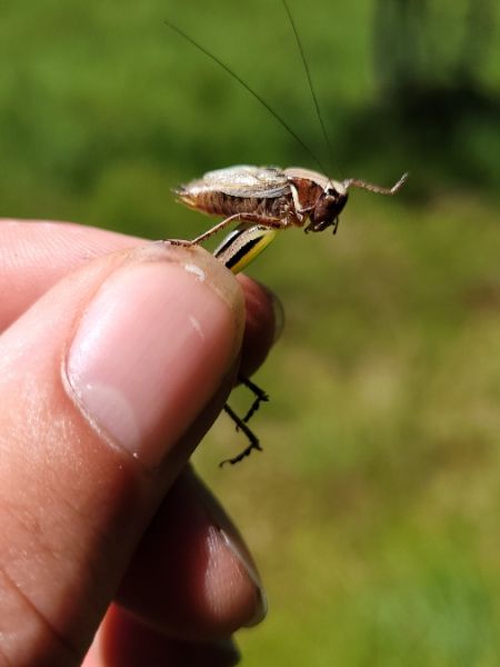 Bog Bush-cricket  - Thomas Lux
