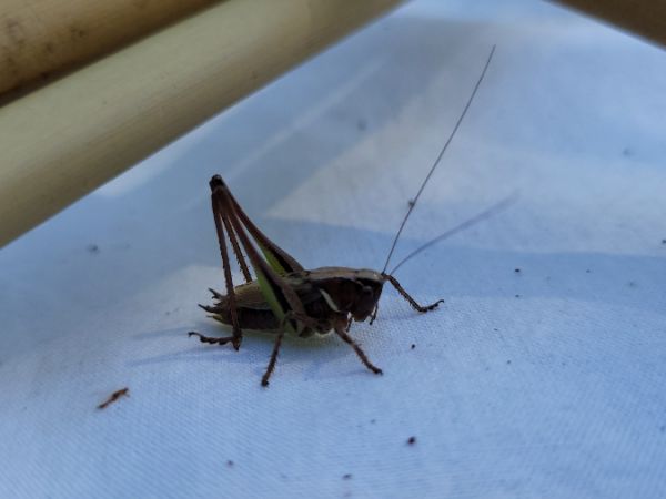 Bog Bush-cricket  - Thomas Lux