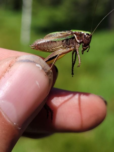 Bog Bush-cricket  - Thomas Lux