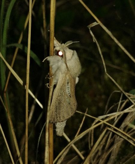 Phragmataecia castaneae 