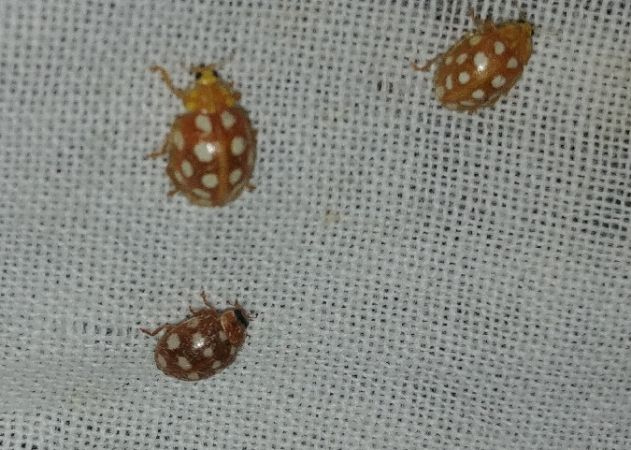 Coccinelle à 14 points 