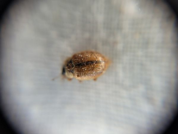Aphidecta obliterata  - Thomas Lux