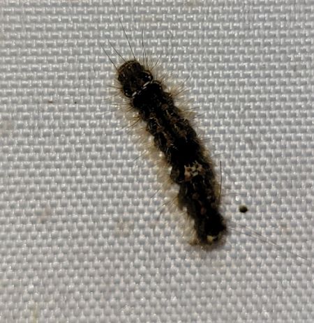 Eilema sororcula  - Thomas Lux
