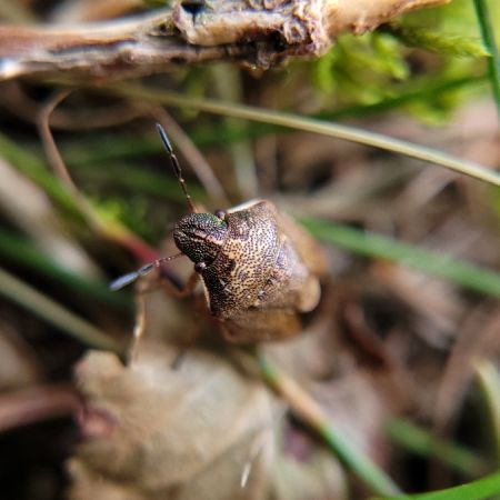 Rubiconia intermedia  - Thomas Lux