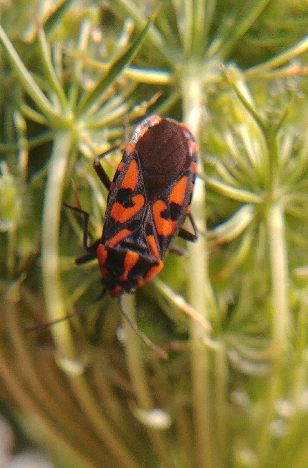 Spilostethus saxatilis 
