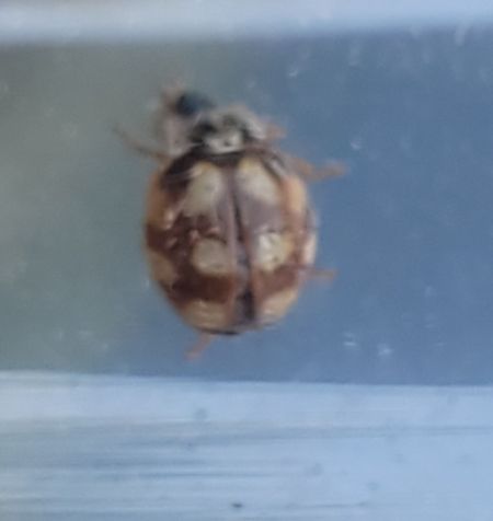 Adalia decempunctata  - Thomas Lux
