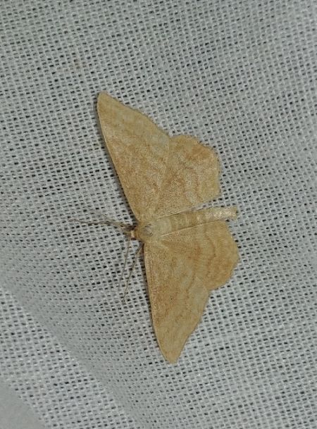 Idaea serpentata 