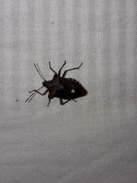 Pentatoma rufipes  - Sylvain Lethuillier