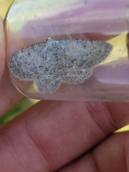 Elophos dilucidaria  - Thomas Lux