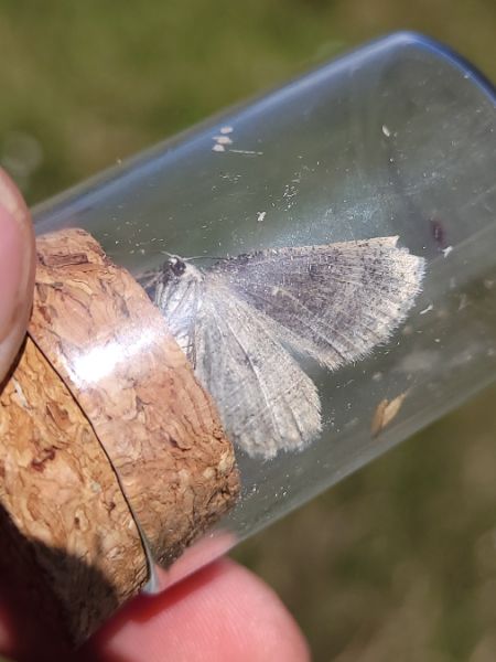 Elophos dilucidaria  - Thomas Lux