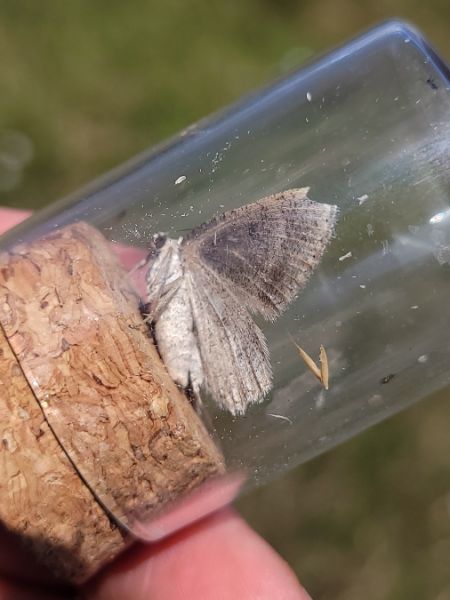 Elophos dilucidaria  - Thomas Lux