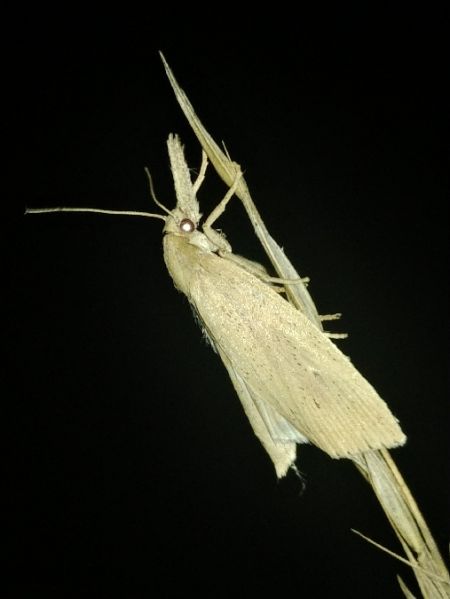 Chilo phragmitella 