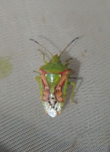 Cyphostethus tristriatus 