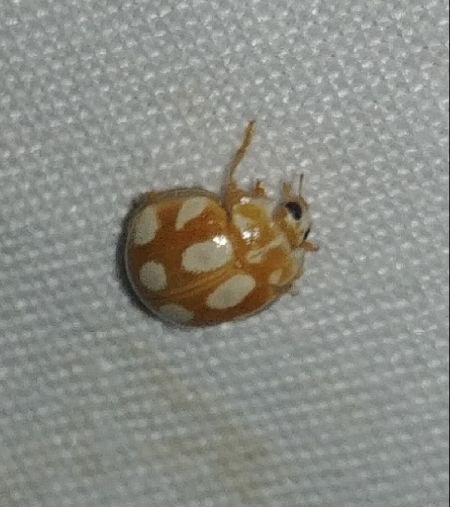 Calvia decemguttata 