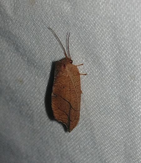 Drepanepteryx phalaenoides 