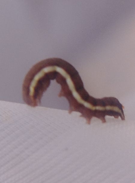 Actinotia polyodon 