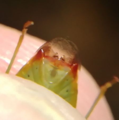 Elasmostethus minor 