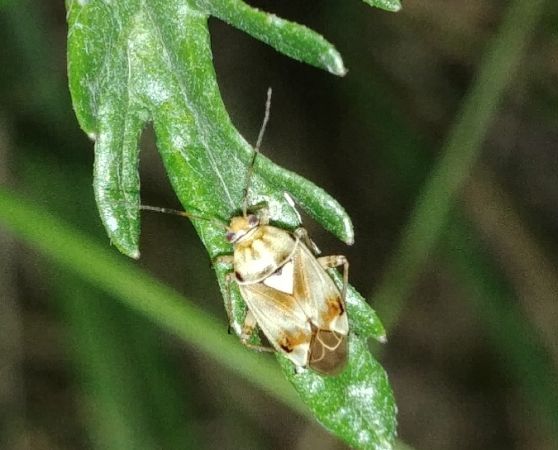 Lygus pratensis 