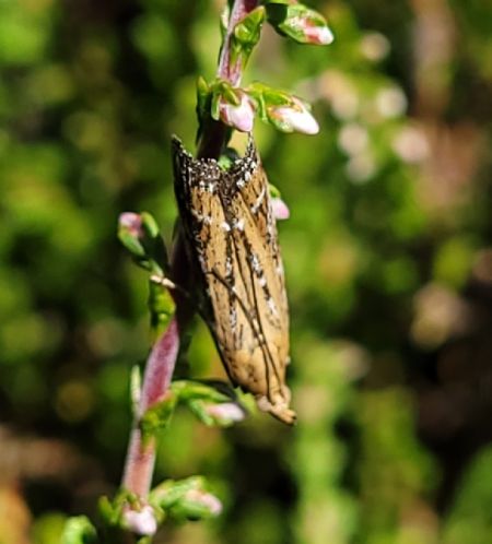 Pempeliella ornatella  - Thomas Lux
