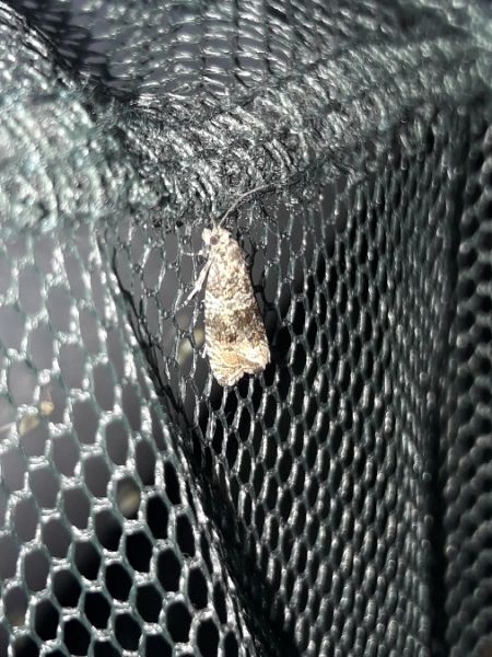 Celypha lacunana  - Sylvain Lethuillier
