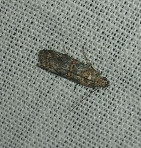 Khorassania compositella 