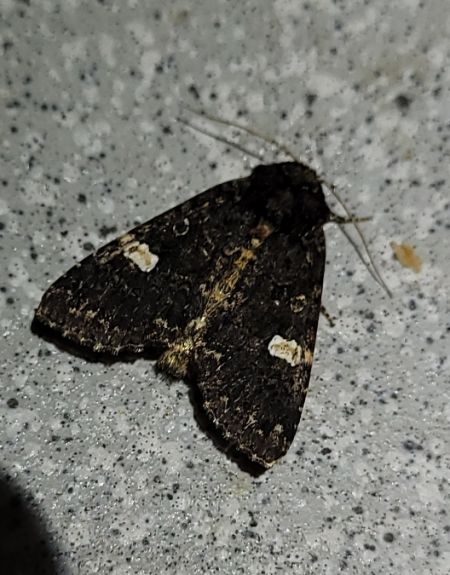 Melanchra persicariae  - Thomas Lux