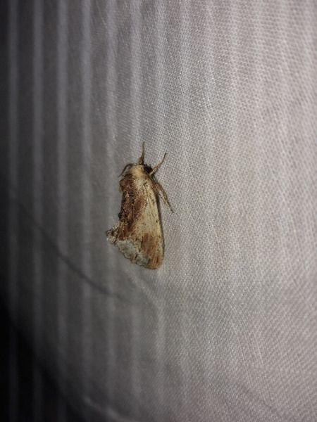 Bombyx capuchon  - Sylvain Lethuillier