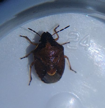 Rubiconia intermedia 