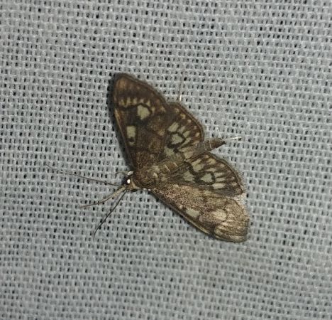 Anania stachydalis 