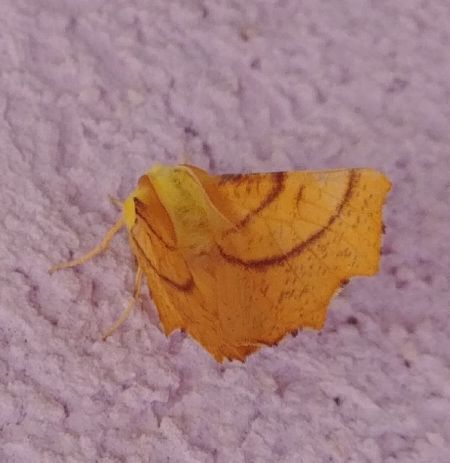 Ennomos alniaria 
