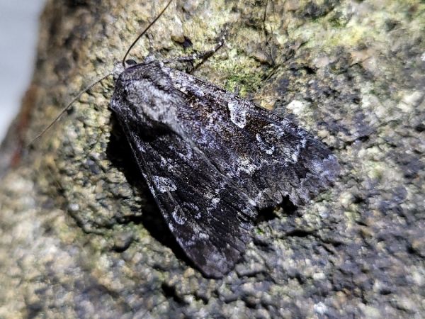 Eurois occulta  - Thomas Lux