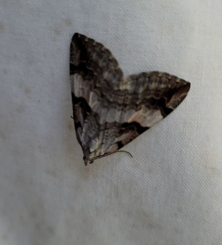 Aplocera praeformata  - Thomas Lux
