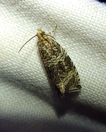 Celypha lacunana  - Thomas Lux