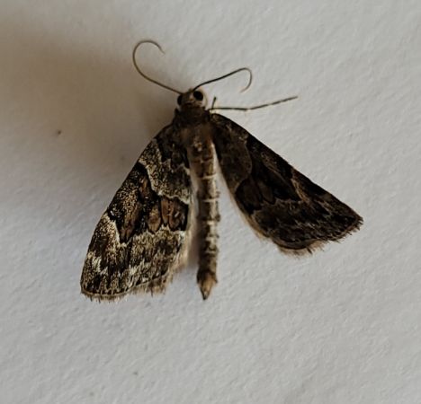 Thera variata  - Thomas Lux