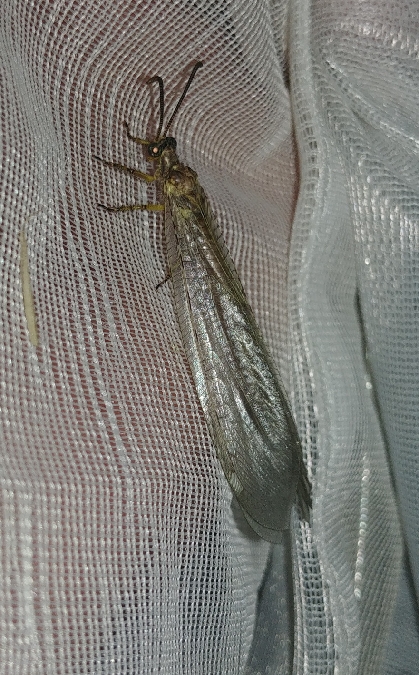 Fourmilion longicorne 